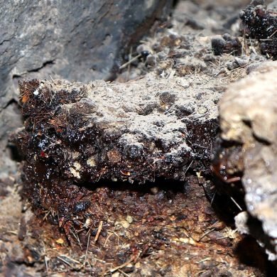 960px-Shilajit,_Mohave_Lava_Tube,_2018.04.01_(35)